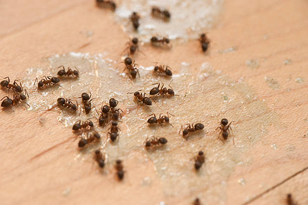 Best Ant Control Services  in Sophia, WV